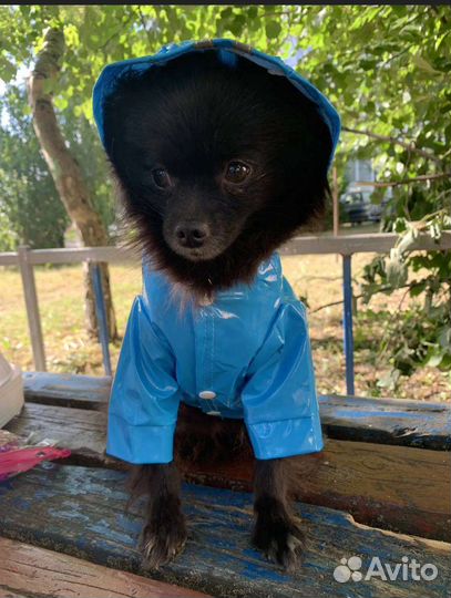 Новый дождевик для кошечки/собачки