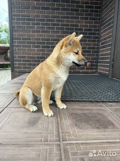 Щенки сиба ину