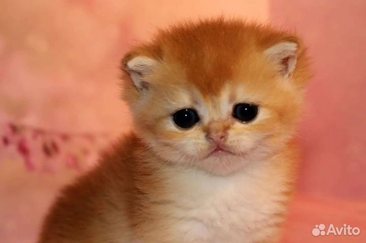 Котята золотая британская шиншилла