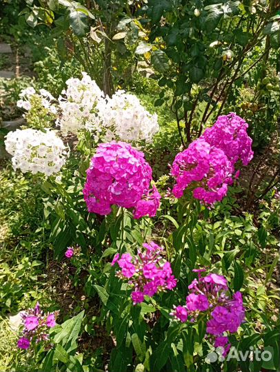 Комнатные растения цветы