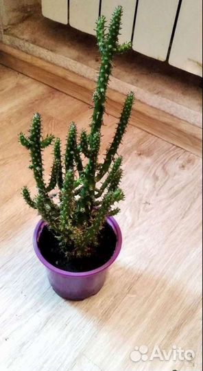 Крассула толстянка, кактус опунция субулата