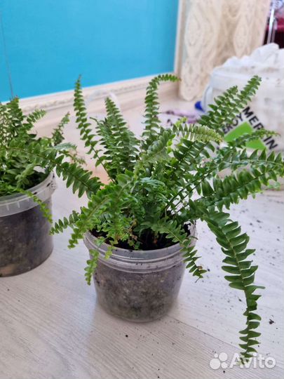 Папоротник