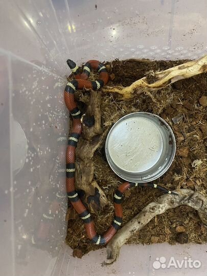 Королевская змея (синолойская,молочная)