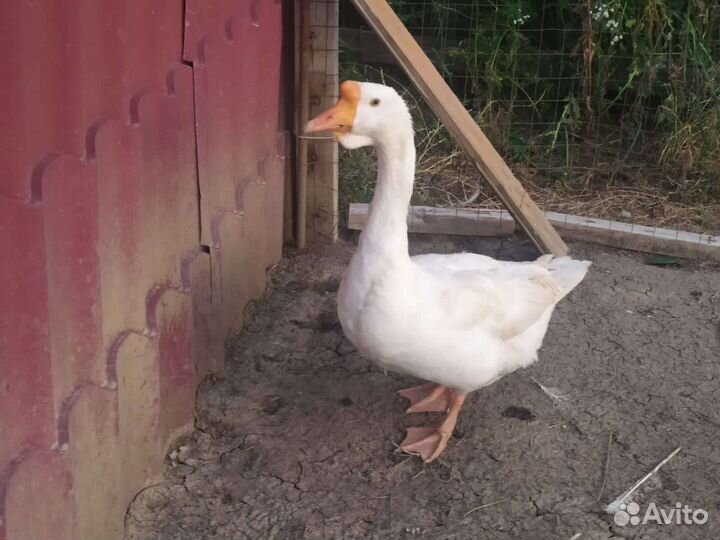 Гуси и утка