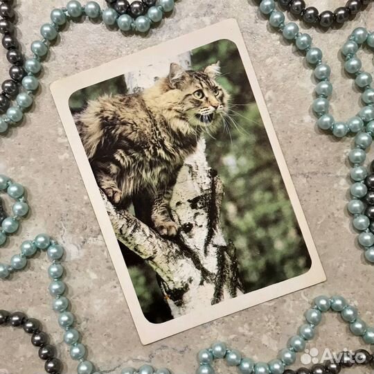 Открытка Кошка выходит на охоту Планета 1989 год