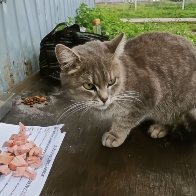 Взрослая, кошка в добрые руки
