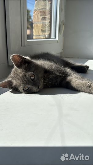 Британские котята