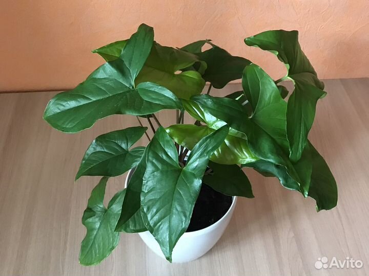 Сингониумы баттерфляй вайт, ножколистный