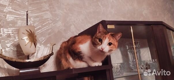 Передержка животных