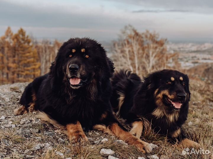 Щенки Банхара, монгольские документы, для охраны