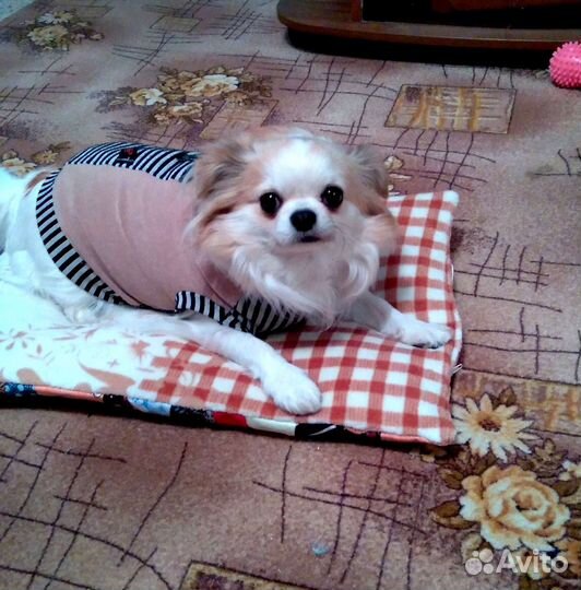 Лежанка для маленьких собак