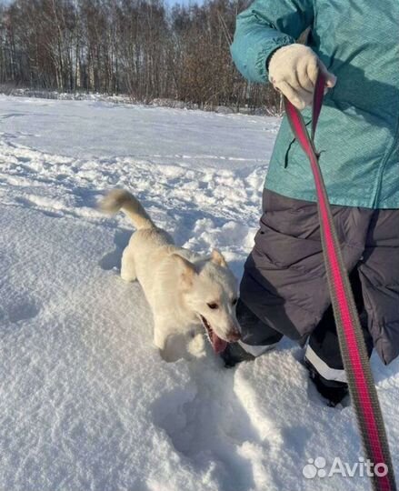 Белоснежный Айс из приюта