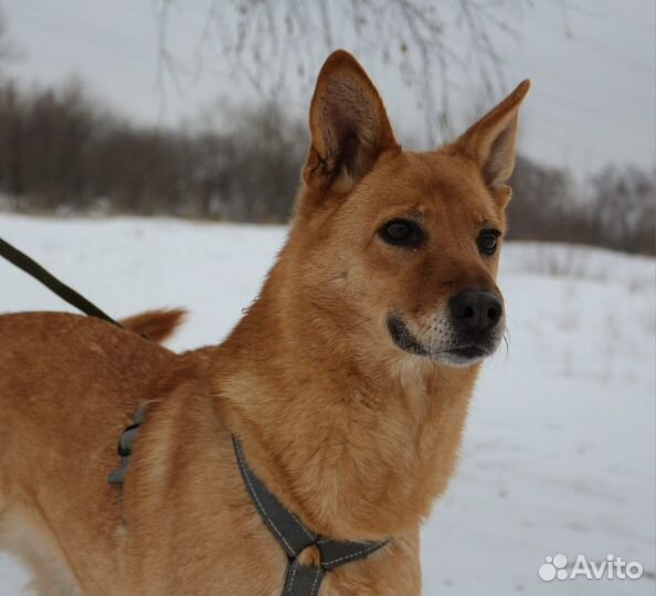 Ручная нежная небольшая собака пропадает в приюте