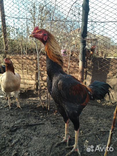 Яйцо бойцовые и цыплята