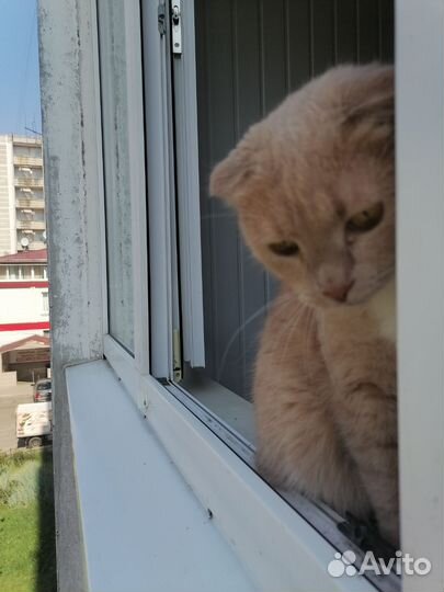 Британский котик