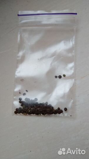 Семена руэллии