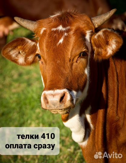 Молодые тёлки