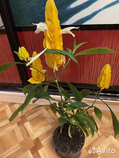 Пахистахис (кукурузка)