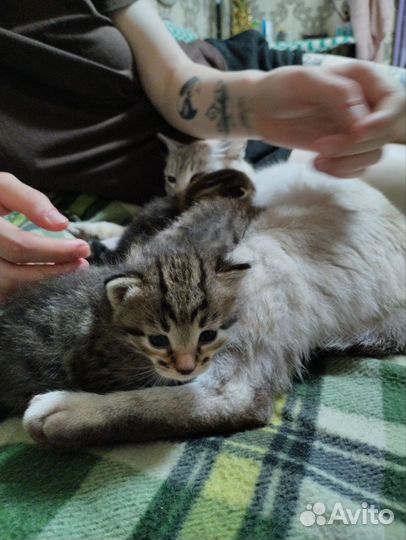 Котята в добрые руки