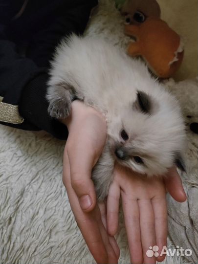 Котята в добрые руки даром