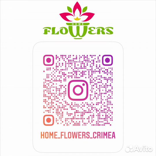 Калатея Варешвичи