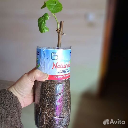 Саженцы винограда