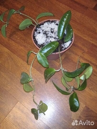 Хойя Карноза