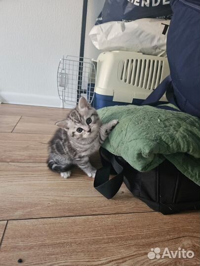 Шотландские котята