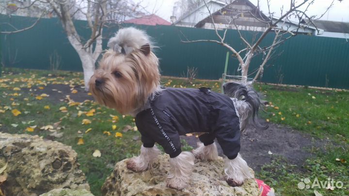 Йоркширский терьер вязка мальчик