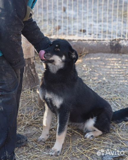 Собака в добрые руки