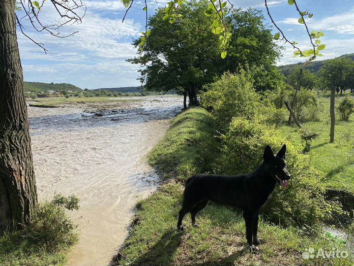 Щенки немецкой овчарки