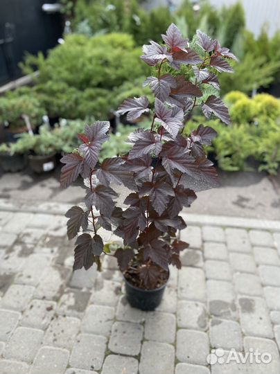 Дёрен, спирея, пузыреплодник, ива