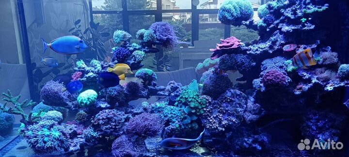 Обслуживание морского аквариума