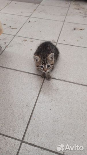 Котенок мальчик
