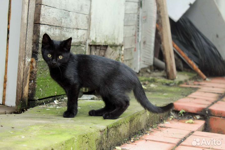 Котенок в добрые руки