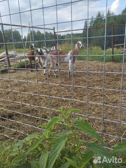 Нубийские козы