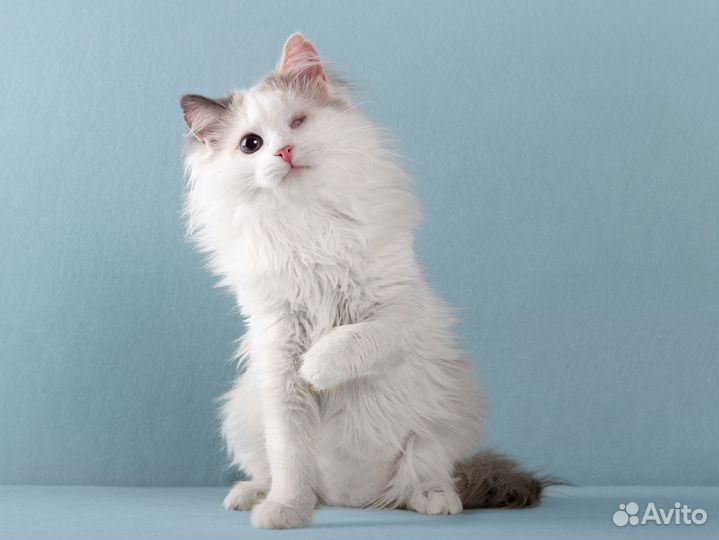 Нежная одноглазая кошечка Тухти