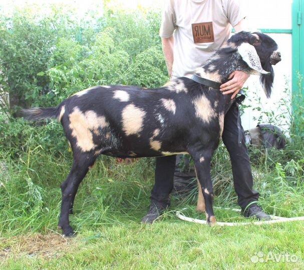 Нубийский козел