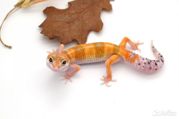 Эублефары сезон 2023