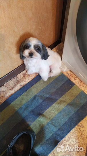 Болонка вязка+Алобай