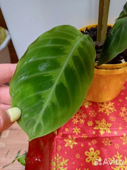 Калатея Варшевича XXL