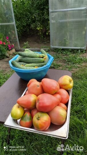 Помидоры домашние