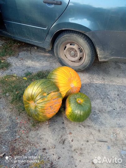 Тыквы для Хэллоуина