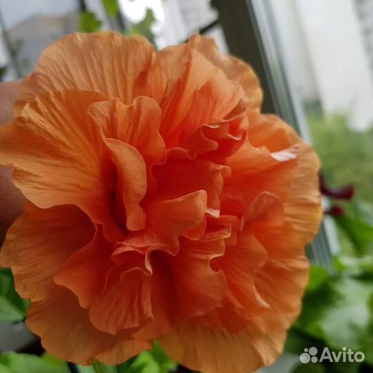 Гибискус китайская роза лалуна