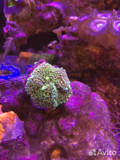 Кораллы для морского аквариума