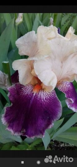 Ирисы сортовые набор 5 шт