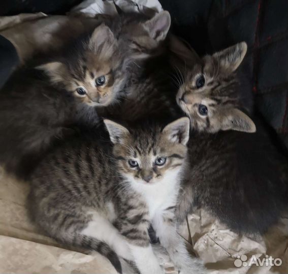 Котята в добрые руки