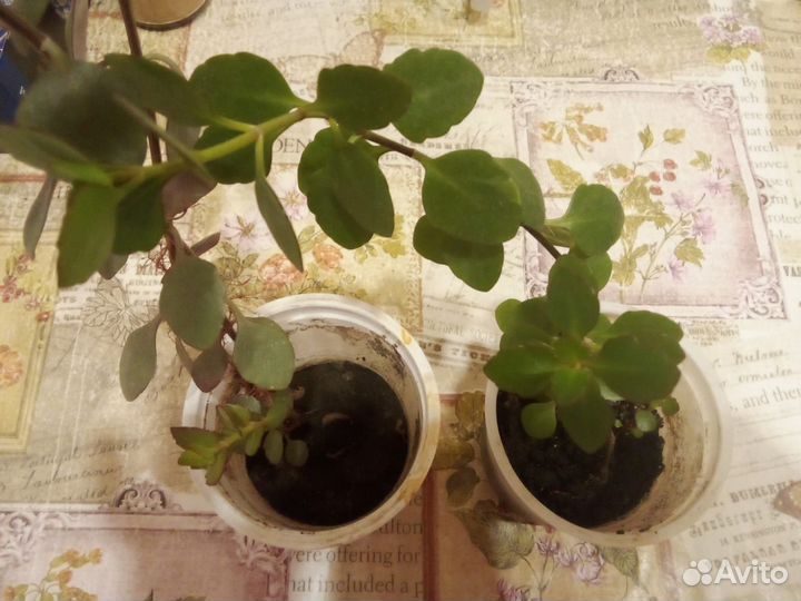 Каланхоэ 2 шт