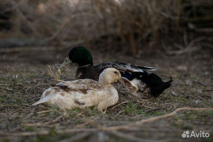 Инкуб. яйцо и утята индийский бегунок и агидель