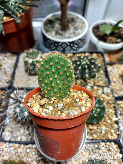 Кактус опунция